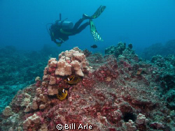 Racoon butterfly fish and diver by Bill Arle 